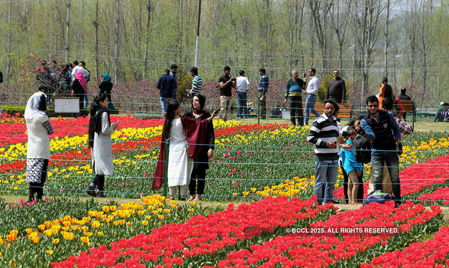 Tulip Garden