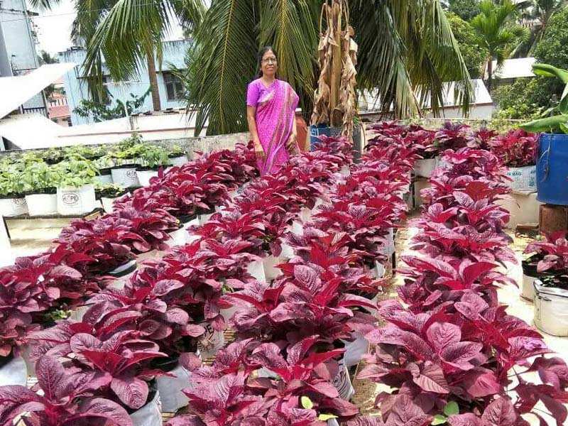 Gardening In Confined Spaces Is A Cakewalk Times Of India