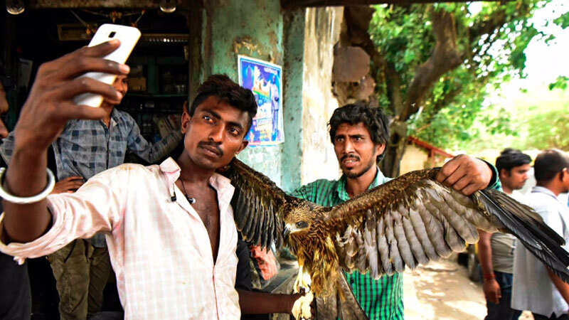 Inhumanity on display: Injured eagle kept in captivity to entertain locals