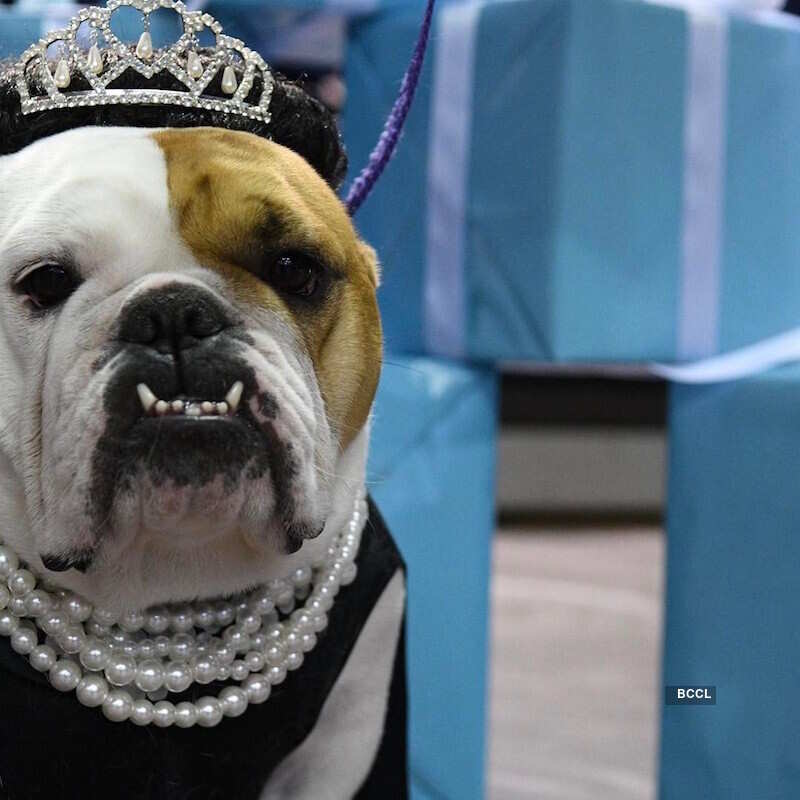 39th Annual Beautiful Bulldog Contest