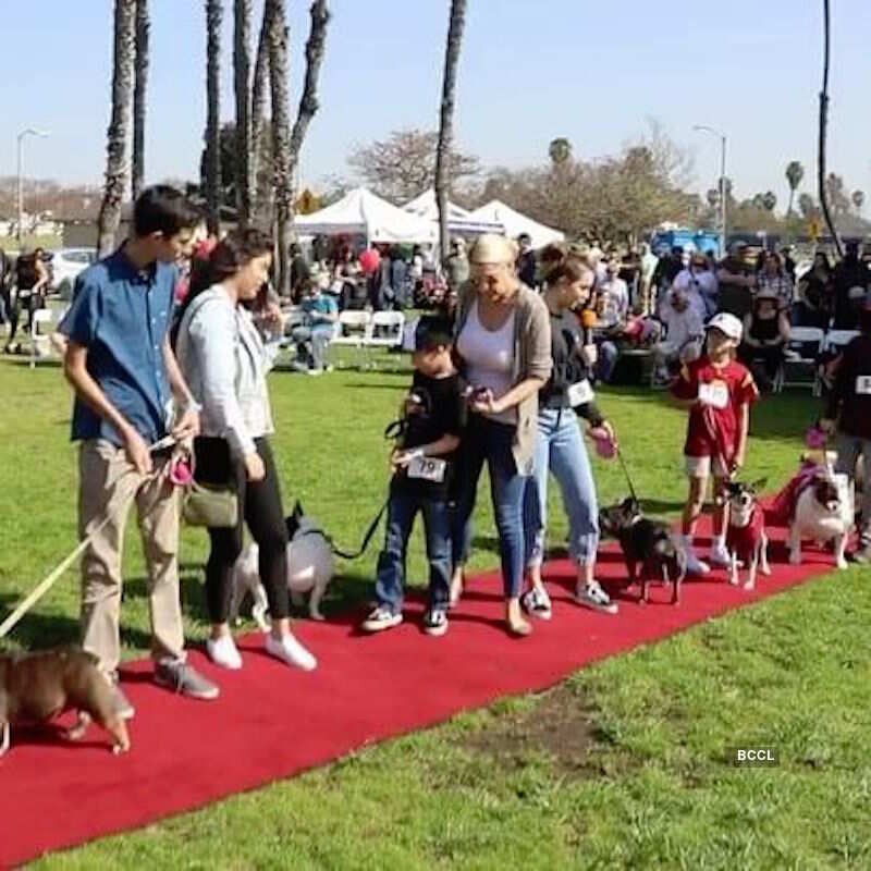 39th Annual Beautiful Bulldog Contest