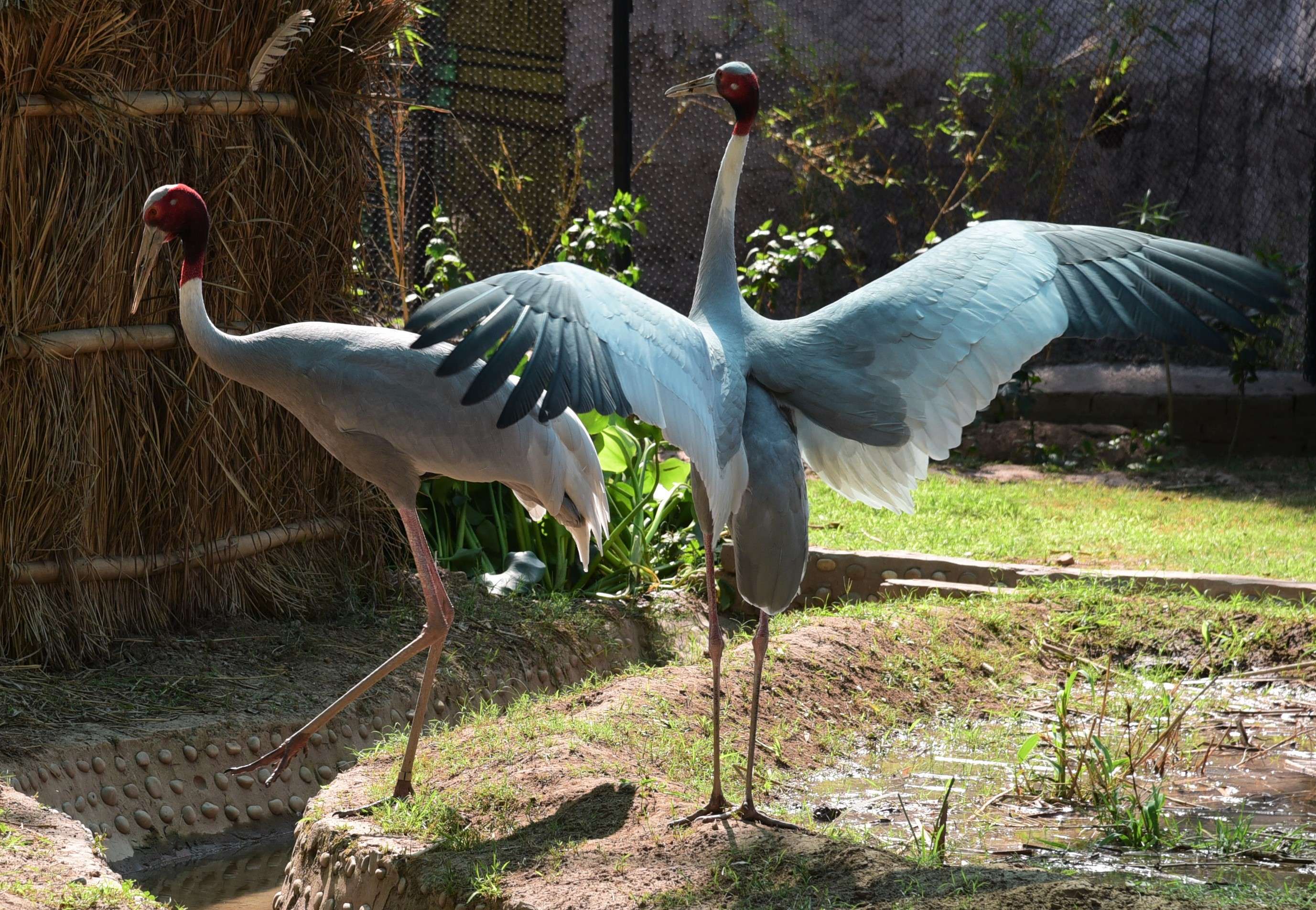 Chhatbir Zoo bird aviary