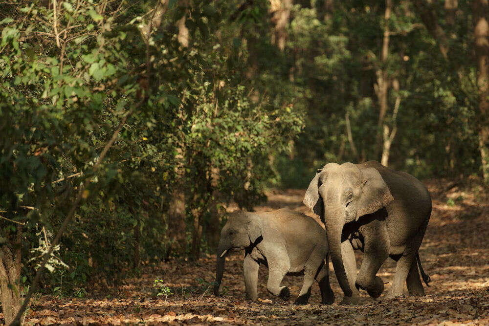 Now, Corbett National Park to give free entry to tourists | Times of ...