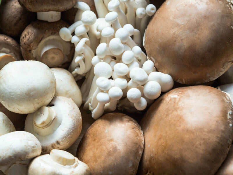 are white mushrooms bad for dogs