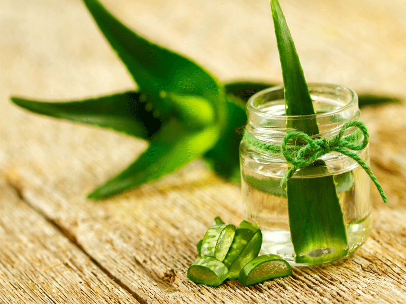 Protestant cowboy Afwijking How to make aloe vera gel at home | The Times of India