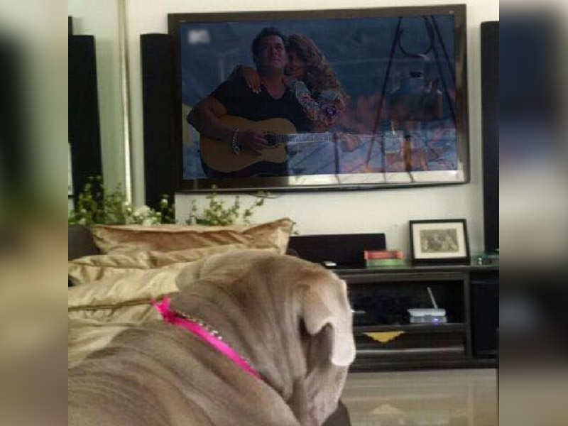 Photo: Salman Khan’s pet ‘My Love’ watches his ‘Selfish’ song from ‘Race 3’ on TV