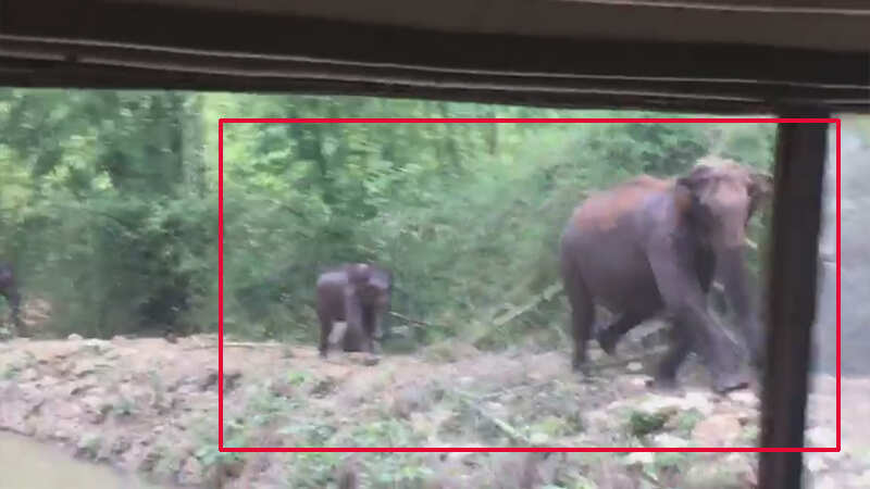 Viral video: Elephant chases away tourist vehicle