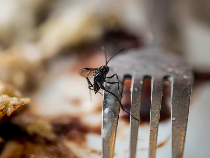 Natural home remedies to get rid of flies from your kitchen