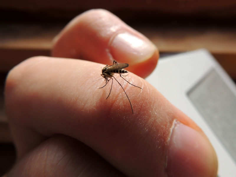 insect bites on fingers