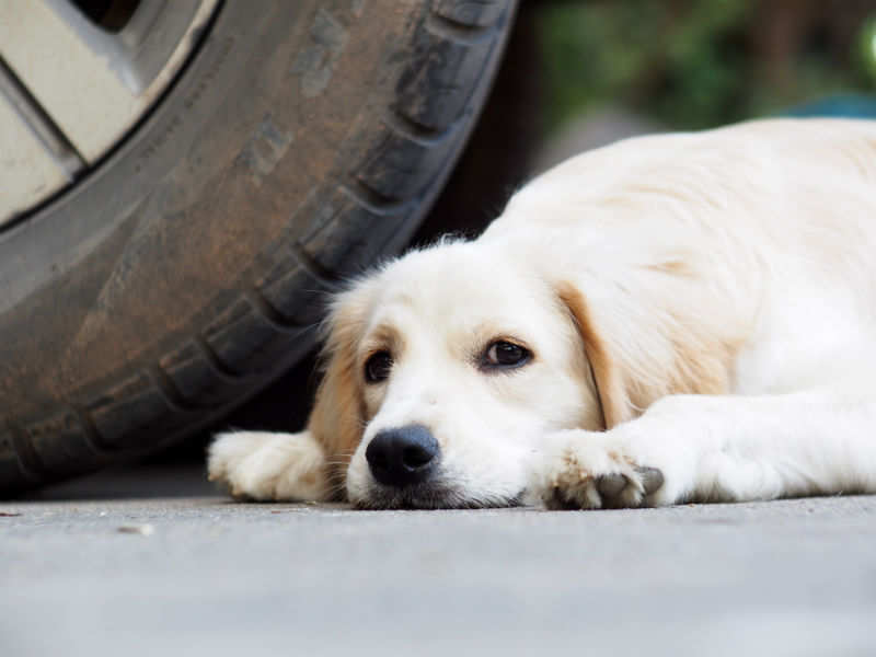 why do street dogs bark at pet dogs