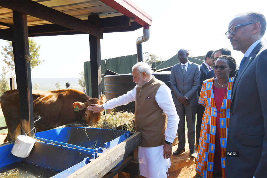 PM Modi donates 200 cows to Rwanda village