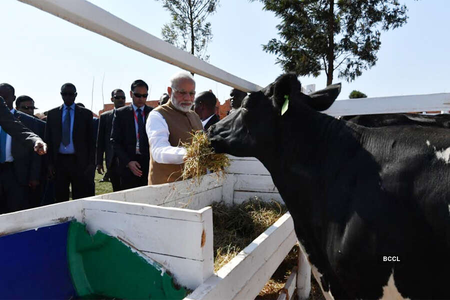 PM Modi donates 200 cows to Rwanda village