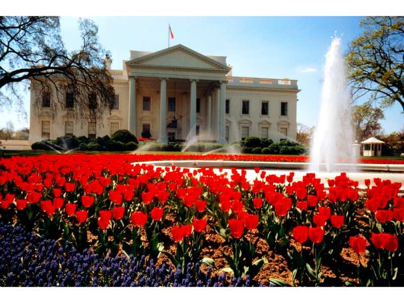 ​The iPhone 6 Plus was used to photograph Christmas decorations in the White House.