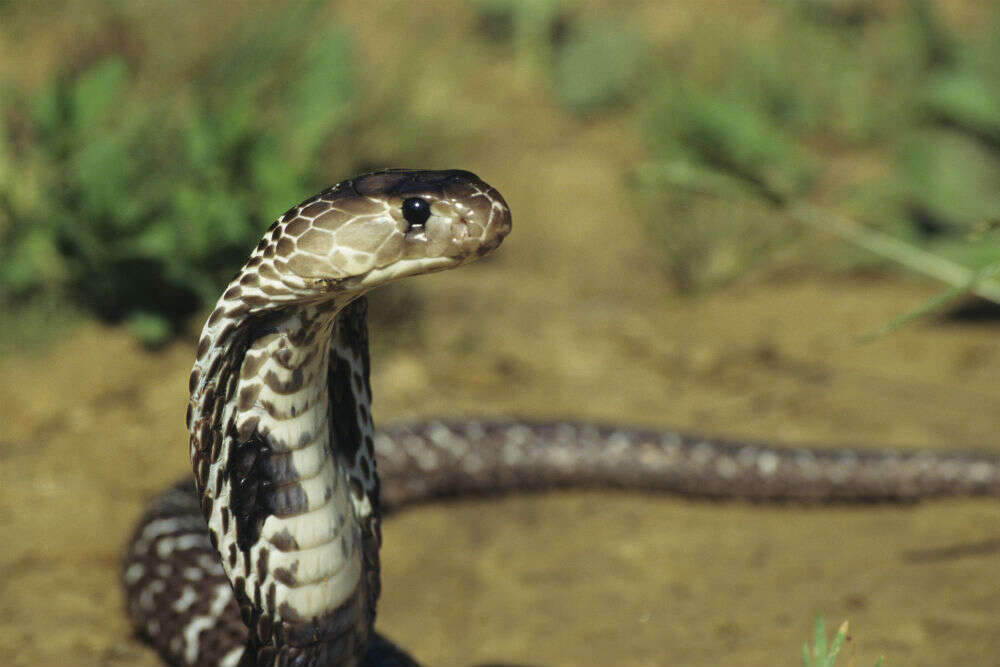 In this remote village in Maharashtra, snakes go freely from house ...