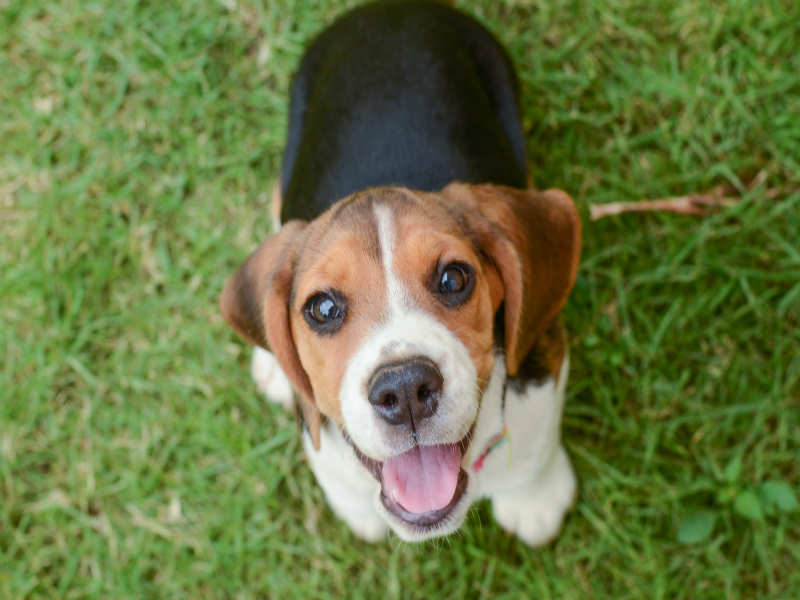 Yes, your dog can recognise a liar!