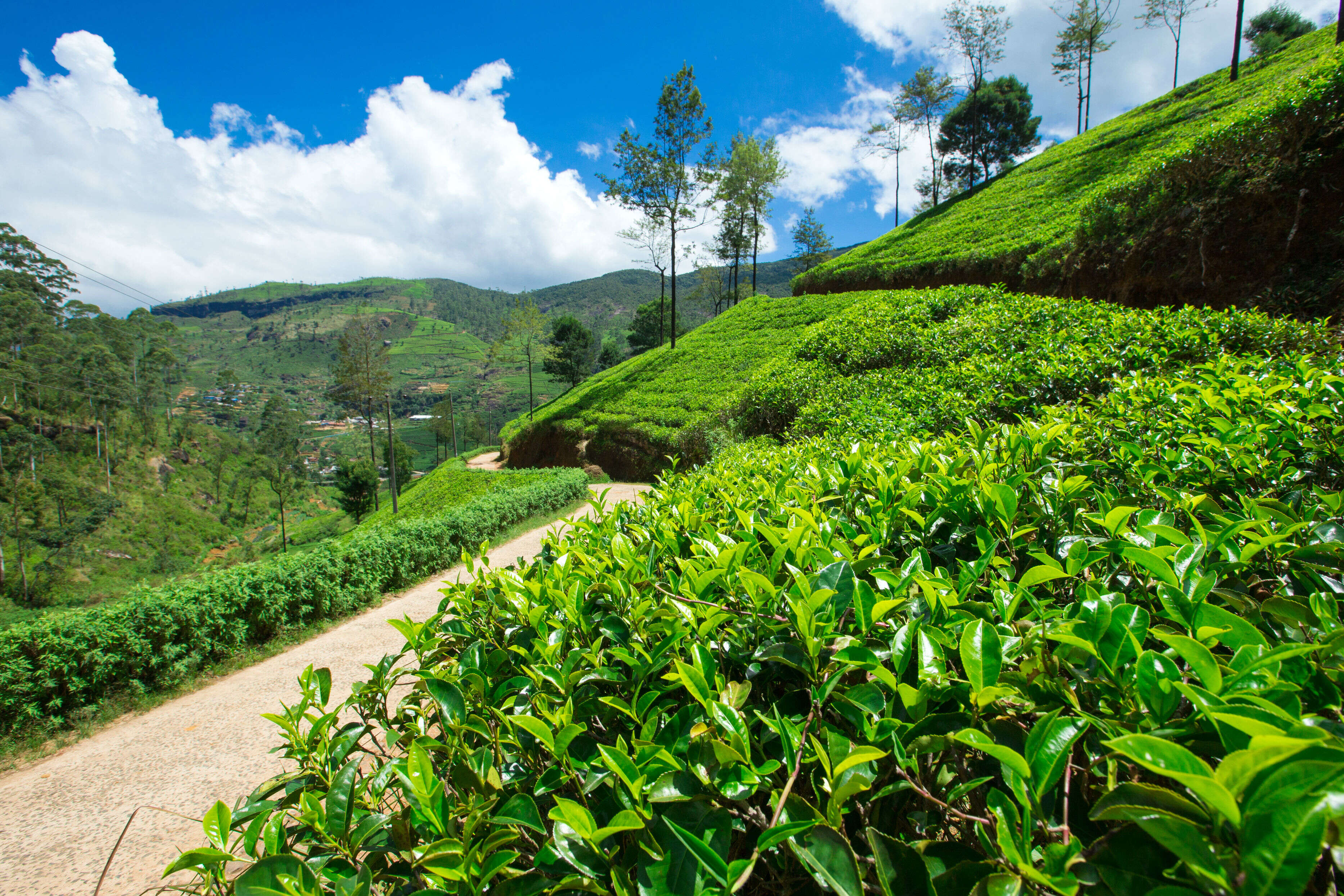 Darjeeling pwd-bungalow-home