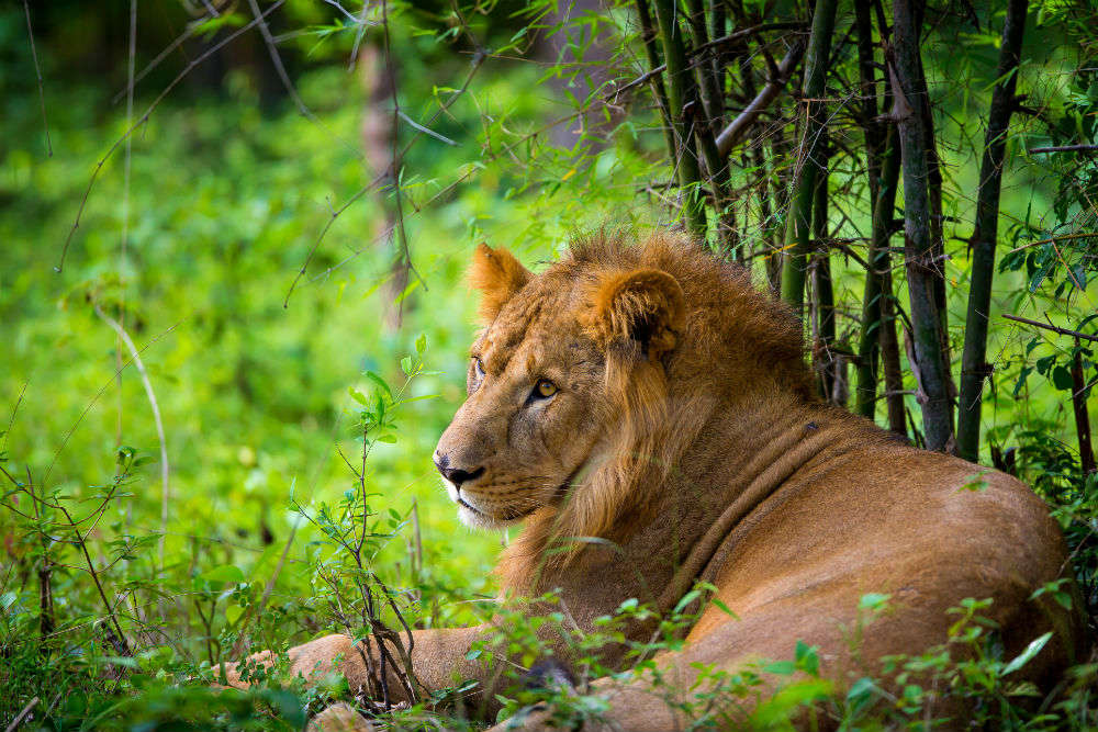 Etawah Safari Park may open its doors for tourists this October | Times