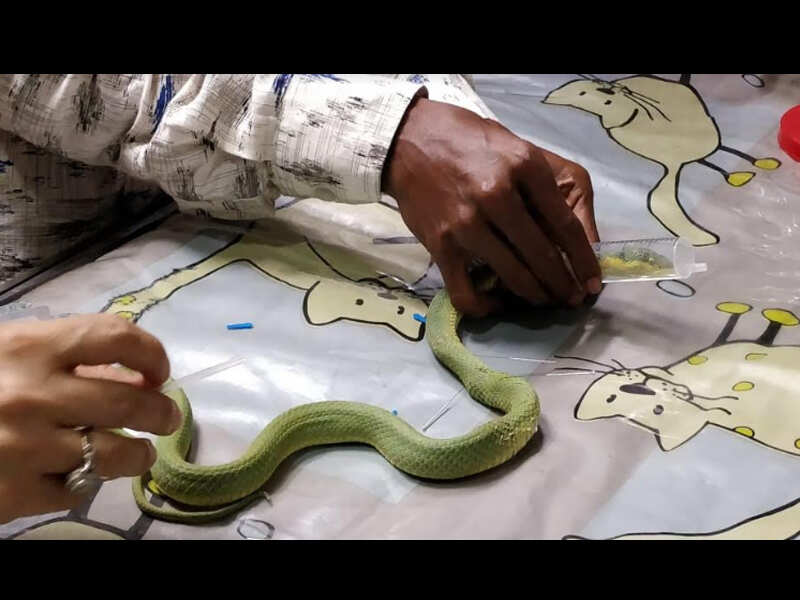 Mumbai doctors do MRI on snake, fix its bent spine Mumbai News