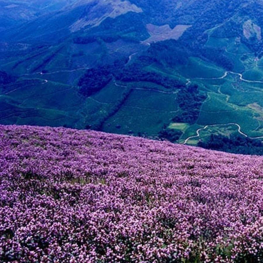 Spectacular photos of Neelakurinji flowers that bloomed after 12 years