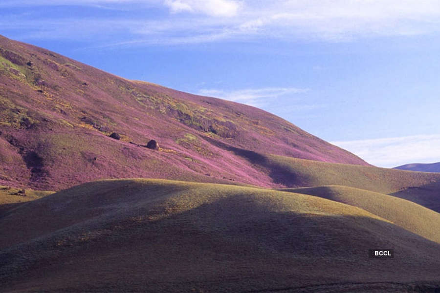 Spectacular photos of Neelakurinji flowers that bloomed after 12 years