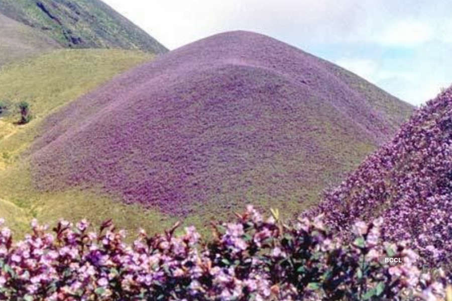 Spectacular photos of Neelakurinji flowers that bloomed after 12 years