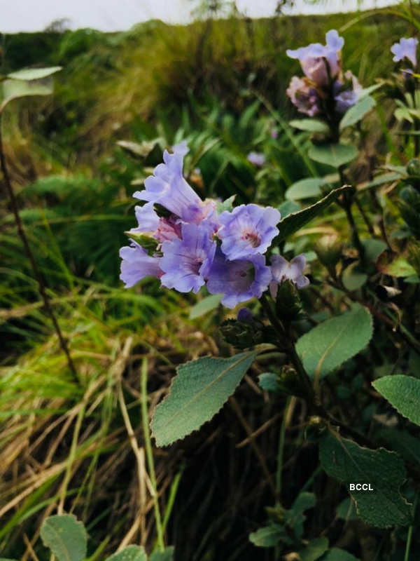 Spectacular photos of Neelakurinji flowers that bloomed after 12 years