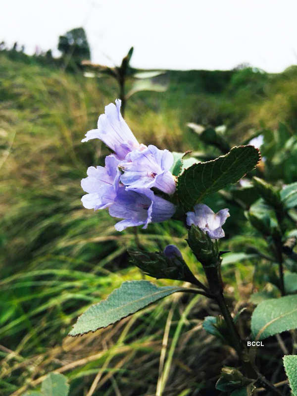 Spectacular photos of Neelakurinji flowers that bloomed after 12 years