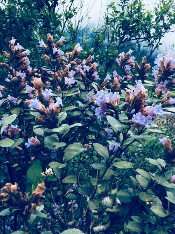 Spectacular photos of Neelakurinji flowers that bloomed after 12 years