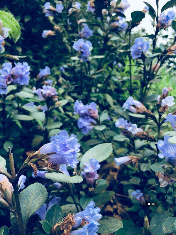 Spectacular photos of Neelakurinji flowers that bloomed after 12 years