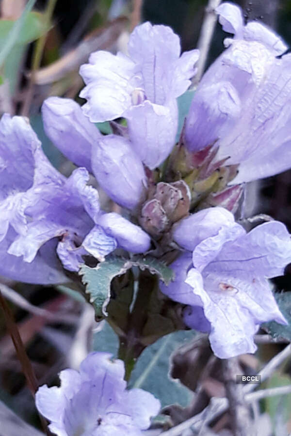 Spectacular photos of Neelakurinji flowers that bloomed after 12 years