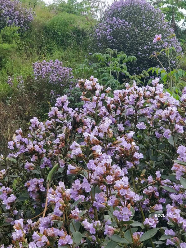 Spectacular photos of Neelakurinji flowers that bloomed after 12 years