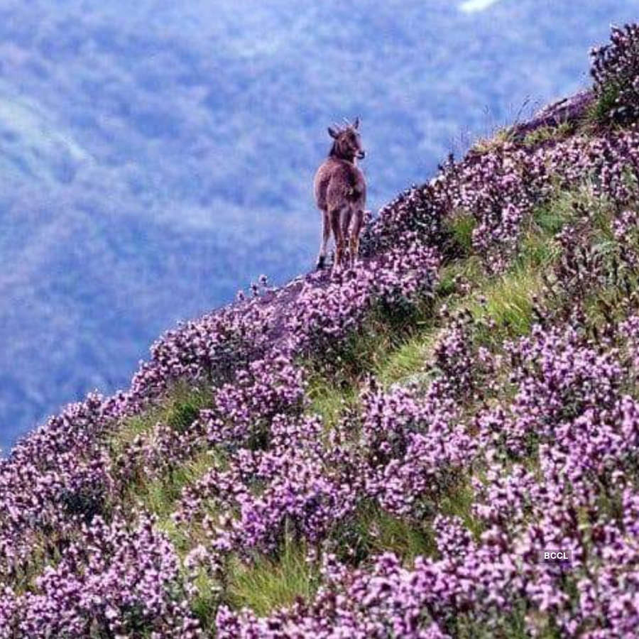 Spectacular photos of Neelakurinji flowers that bloomed after 12 years