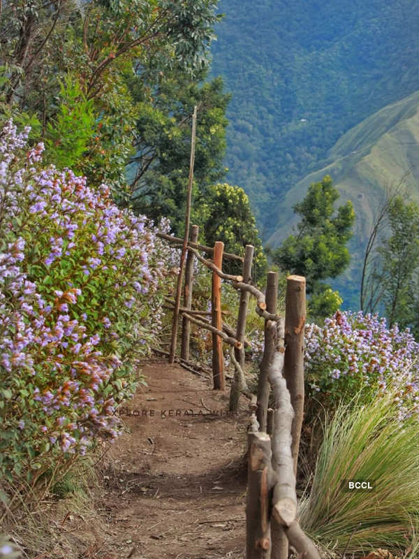 Spectacular photos of Neelakurinji flowers that bloomed after 12 years