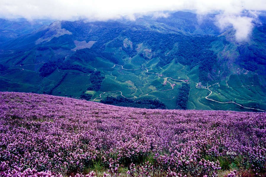 Spectacular photos of Neelakurinji flowers that bloomed after 12 years