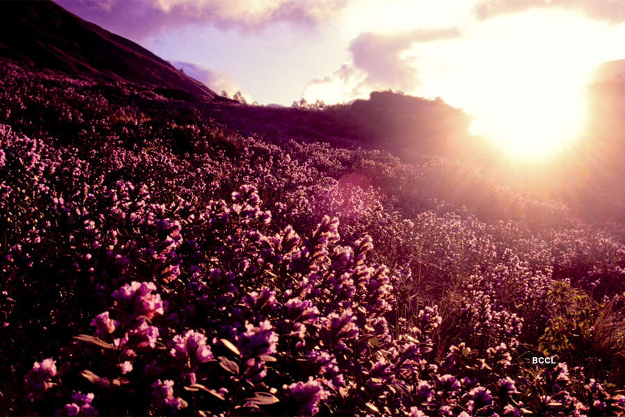 Spectacular photos of Neelakurinji flowers that bloomed after 12 years