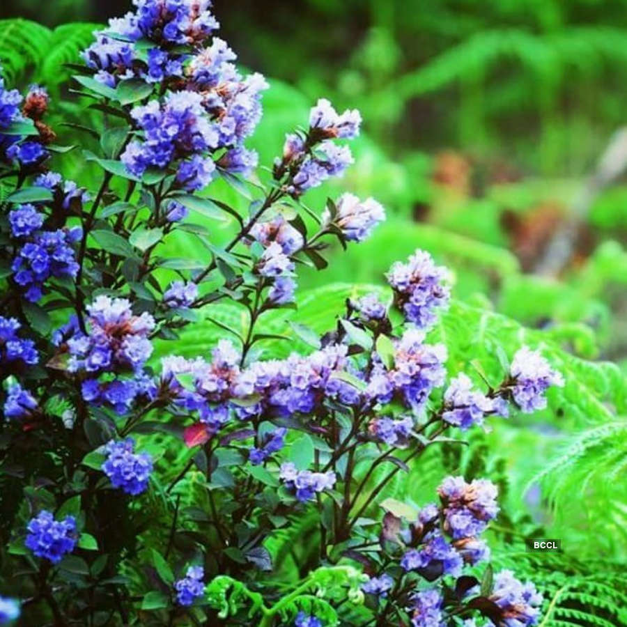 Spectacular photos of Neelakurinji flowers that bloomed after 12 years