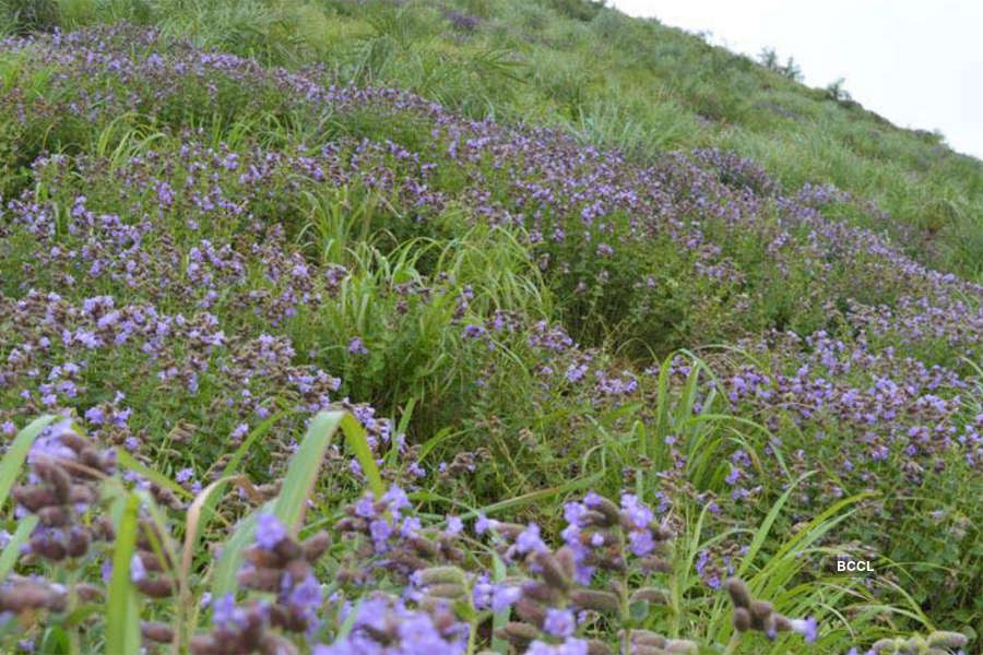 Spectacular photos of Neelakurinji flowers that bloomed after 12 years