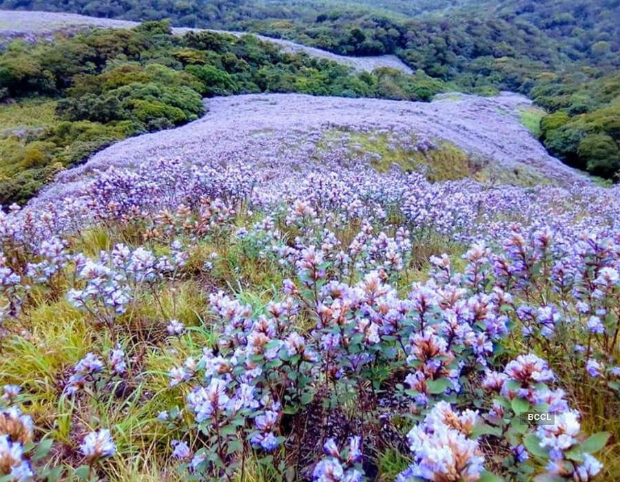 Spectacular photos of Neelakurinji flowers that bloomed after 12 years