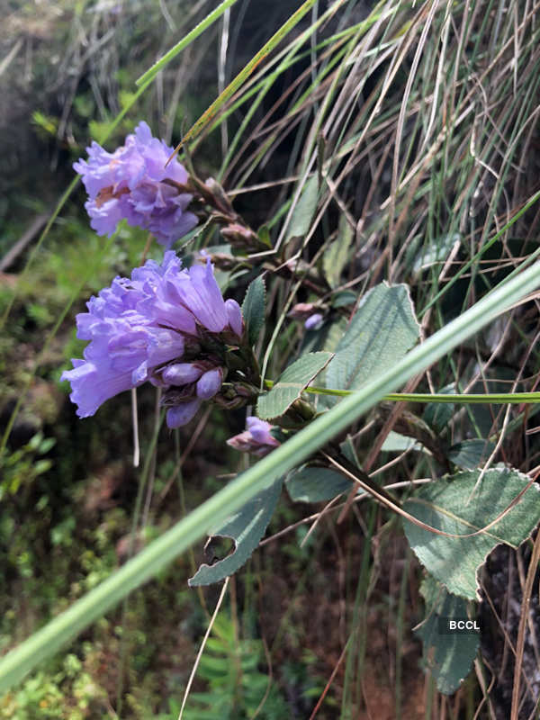 Spectacular photos of Neelakurinji flowers that bloomed after 12 years