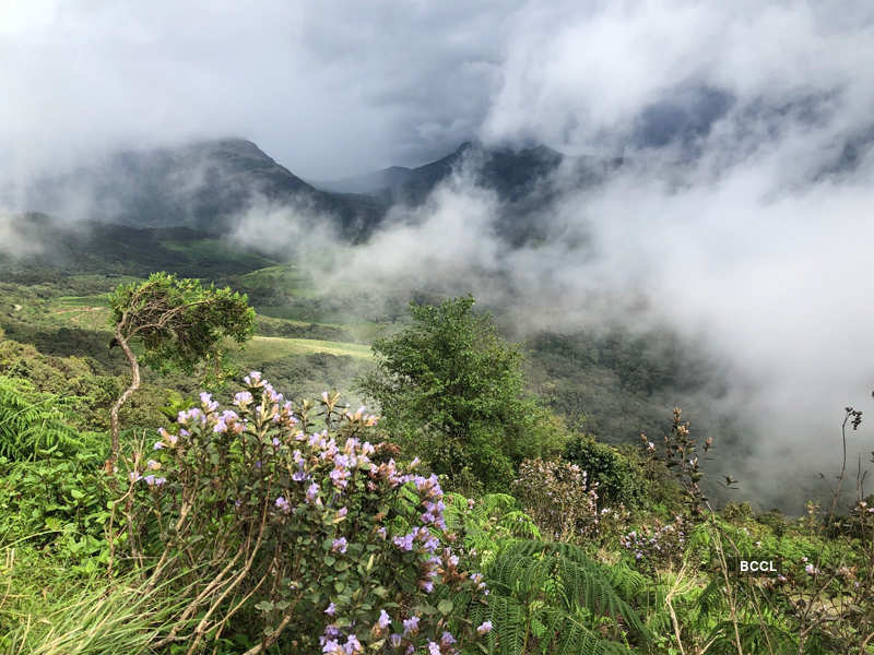 Spectacular photos of Neelakurinji flowers that bloomed after 12 years