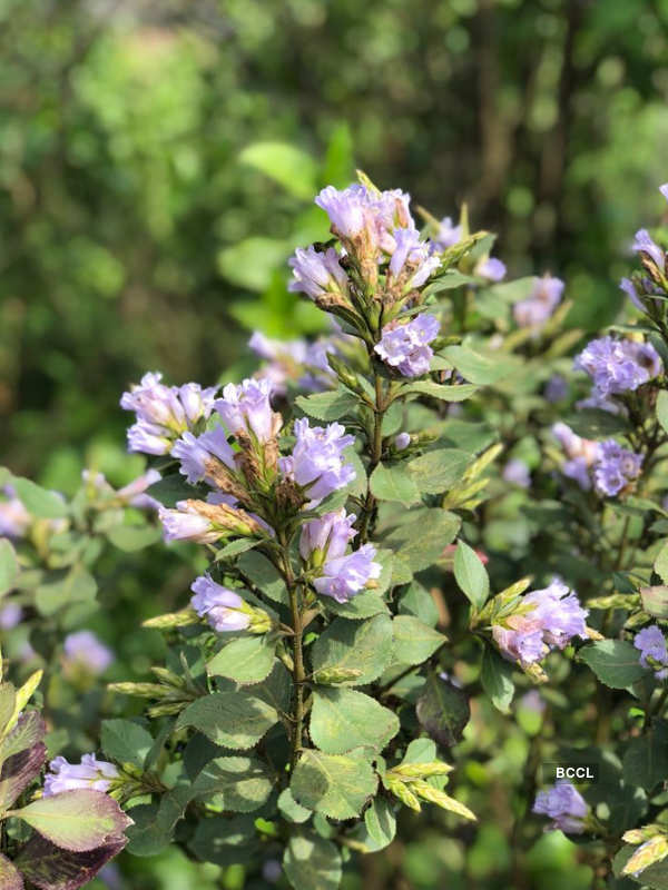 Spectacular photos of Neelakurinji flowers that bloomed after 12 years