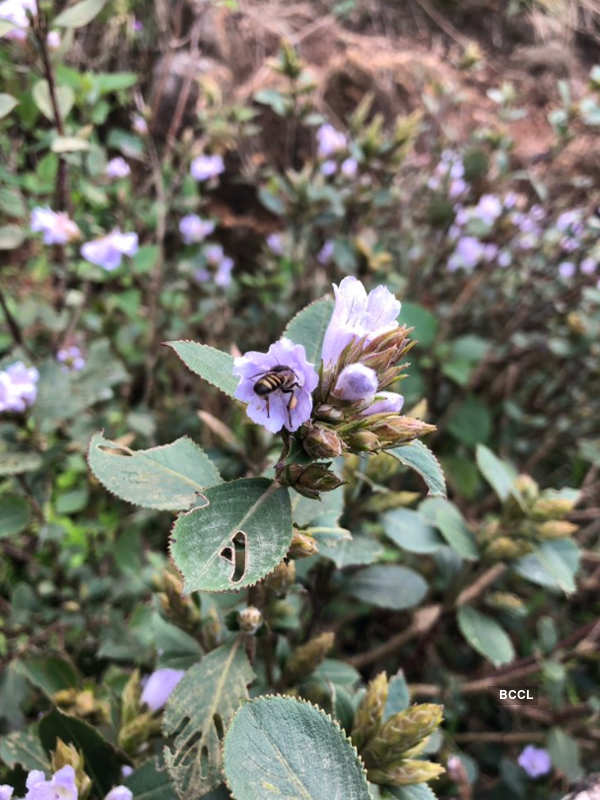 Spectacular photos of Neelakurinji flowers that bloomed after 12 years