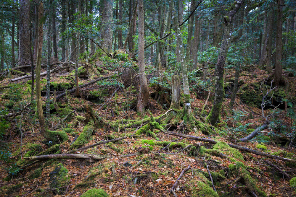 aokigahara forest ghosts