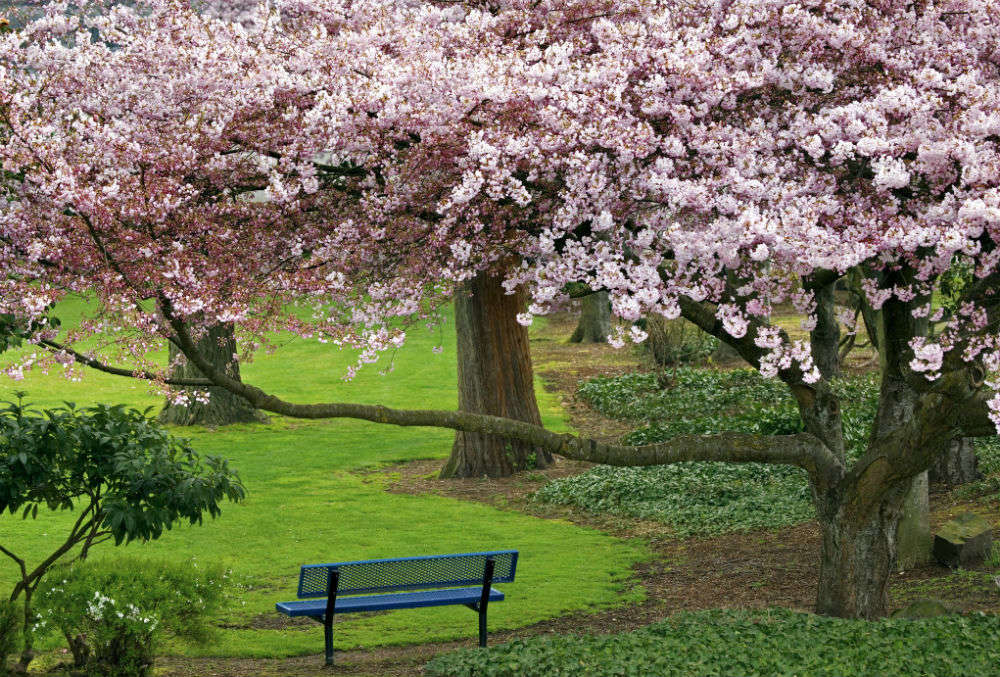 Dates For Indian International Cherry Blossom Festival To Be Held In 