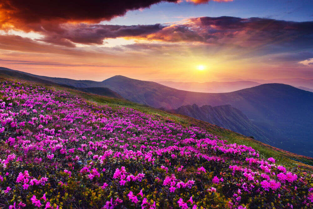 A walk through some of India's most scenic valley of flowers ...