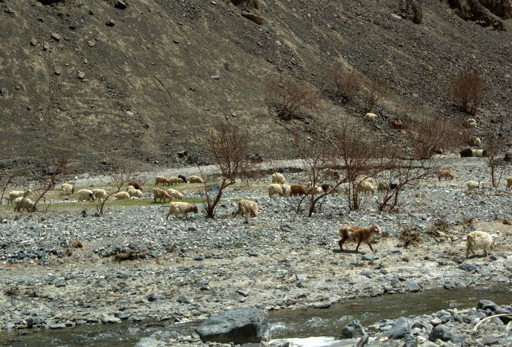 Hemis national park in Ladakh : next vacation spot | Times of India Travel