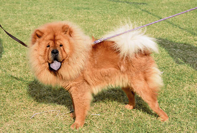 chow chow dog price in indore