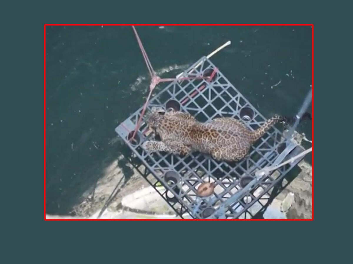 Mumbai: Leopard drowning in deep well coaxed into cage, hauled to safety