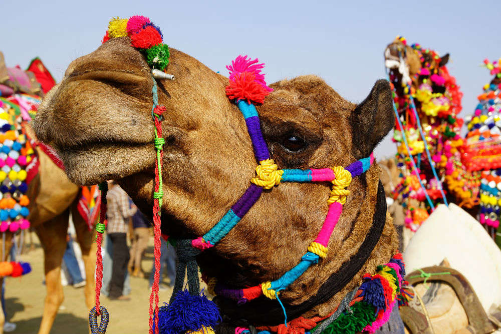 Bikaner Camel Festival 2019 Camel Fair In Bikaner Times Of India Travel