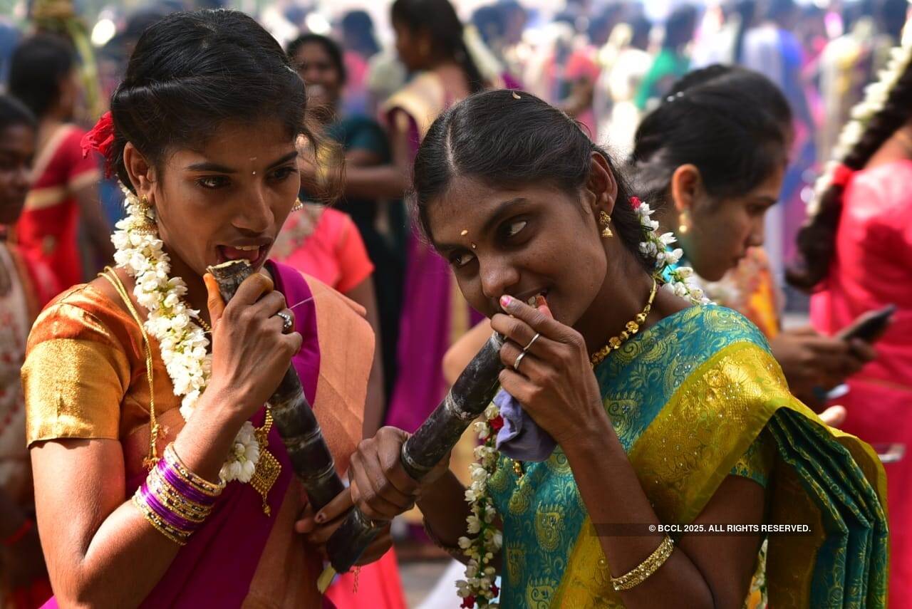 Pongal celebrations begin with fervour